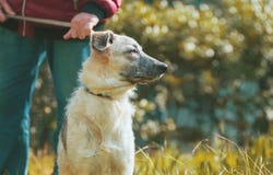 Cane mezzo sangue in bianco e nero del cucciolo curioso che si siede vicino all'uomo Fotografia Stock Libera da Diritti Cane mezzo sangue in bianco e nero del cucciolo curioso che si siede vicino all'uomo Fotografia Stock Libera da Diritti