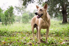 Cane nel legno fotografia stock Cane nel legno fotografia stock