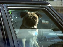 Cane nella finestra di automobile immagine stock libera da diritti Cane nella finestra di automobile immagine stock libera da diritti