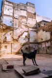 Cane nero in cortile delle case rotte a Varanasi fotografia stock libera da diritti Cane nero in cortile delle case rotte a Varanasi fotografia stock libera da diritti