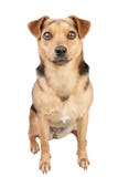 Cane piccola Fawn Looking Portrait Isolated fotografia stock Cane piccola Fawn Looking Portrait Isolated fotografia stock