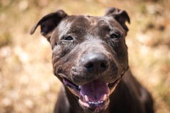 Cane sorridente del riparo immagini stock libere da diritti Cane sorridente del riparo immagini stock libere da diritti