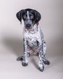 Cane su fondo Contenuto uno studio fotografia stock libera da diritti Cane su fondo Contenuto uno studio fotografia stock libera da diritti