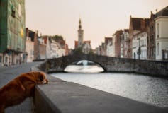 Cane sul lungomare ad alba Animale domestico sulla natura Nova Scotia Duck Tolling Retriever, Toller fotografia stock libera da diritti Cane sul lungomare ad alba Animale domestico sulla natura Nova Scotia Duck Tolling Retriever, Toller fotografia stock libera da diritti