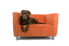 Cane sul sofà Cane sul sofà