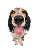 Cane sveglio ansimare Cane sveglio ansimare