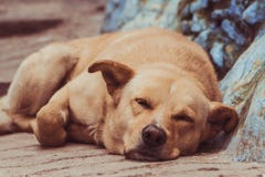 Cane sveglio che dorme sulla via fotografia stock Cane sveglio che dorme sulla via fotografia stock