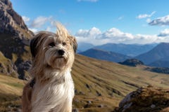 Cane sveglio con le montagne nei precedenti nel Puez Geisler Nationalpark nelle alpi europee, Italia immagini stock libere da diritti Cane sveglio con le montagne nei precedenti nel Puez Geisler Nationalpark nelle alpi europee, Italia immagini stock libere da diritti