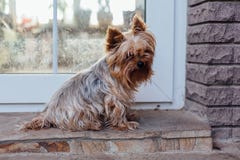 Cane sveglio dell'Yorkshire terrier nell'iarda Fotografia Stock Libera da Diritti Cane sveglio dell'Yorkshire terrier nell'iarda Fotografia Stock Libera da Diritti