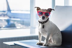 Cane in terminale di aeroporto sulla vacanza fotografia stock libera da diritti Cane in terminale di aeroporto sulla vacanza fotografia stock libera da diritti