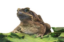 Cane Toad Images stock Cane Toad Images stock
