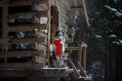 Cane in una sciarpa rossa alla casa di legno Confine Collie In Winter Animale domestico alla passeggiata fotografia stock Cane in una sciarpa rossa alla casa di legno Confine Collie In Winter Animale domestico alla passeggiata fotografia stock