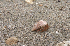 Cangrejo de ermitaño que se mueve adelante en una playa arenosa fotos de archivo Cangrejo de ermitaño que se mueve adelante en una playa arenosa fotos de archivo