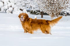 Cani con neve sul fronte fotografie stock Cani con neve sul fronte fotografie stock