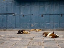 Cani sonnolenti di soggiorno fotografia stock Cani sonnolenti di soggiorno fotografia stock