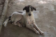 Cani sottili smarriti in bianco e nero in Tailandia fotografie stock Cani sottili smarriti in bianco e nero in Tailandia fotografie stock
