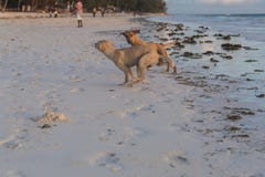 Cani svegli che corrono sugli animali della costa della Tanzania Animali domestici a Zanzibar fotografia stock libera da diritti Cani svegli che corrono sugli animali della costa della Tanzania Animali domestici a Zanzibar fotografia stock libera da diritti