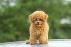 Caniche de juguete fotografía de archivo libre de regalías Caniche de juguete fotografía de archivo libre de regalías
