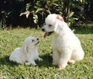 Caniche francés imagen de archivo Caniche francés imagen de archivo