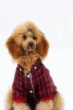 Caniche rouge, plan rapproché de portrait photos stock Caniche rouge, plan rapproché de portrait photos stock