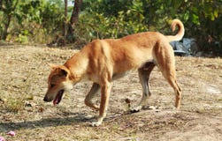 Canidae de passeio do cão em uma floresta imagem de stock Canidae de passeio do cão em uma floresta imagem de stock