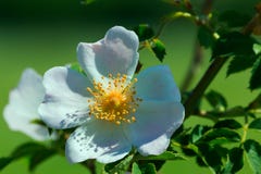 Canina de rose-rosa de chien - fin photographie stock libre de droits Canina de rose-rosa de chien - fin photographie stock libre de droits