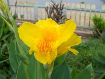 Canna flowers yellow royalty free stock photo Canna flowers yellow royalty free stock photo