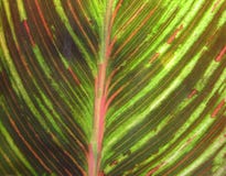 Canna foliage close up red and green striped leaf royalty free stock photography Canna foliage close up red and green striped leaf royalty free stock photography