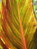 Canna foliage close up red and green striped leaf royalty free stock images Canna foliage close up red and green striped leaf royalty free stock images