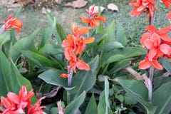 Canna indica, tir indien Photo libre de droits Canna indica, tir indien Photo libre de droits