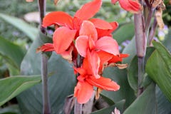 Canna indica, tir indien Image libre de droits Canna indica, tir indien Image libre de droits