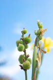 Canna L indica foto de stock royalty free Canna L indica foto de stock royalty free