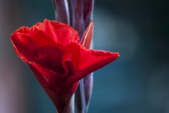 Canna rojo brillante, flores rojas imagenes de archivo Canna rojo brillante, flores rojas imagenes de archivo