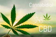 Cannabidiol molecule formula background with marijuana leaf. Molecular structure CBD stock illustration Cannabidiol molecule formula background with marijuana leaf. Molecular structure CBD stock illustration