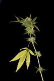 cannabis cola & x28;Thousand Oaks marijuana strain& x29; with visible hair royalty free stock photos cannabis cola & x28;Thousand Oaks marijuana strain& x29; with visible hair royalty free stock photos