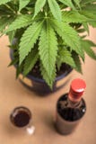 Cannabis et alcool image libre de droits Cannabis et alcool image libre de droits