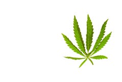 Cannabis leaf marijuana on an isolated background directed light at the object stock images Cannabis leaf marijuana on an isolated background directed light at the object stock images
