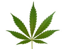 Cannabis Leaf, Marijuana Leaf Stock Images Cannabis Leaf, Marijuana Leaf Stock Images
