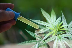 Cannabisolie op flessenproducten - CBD-het olieuittreksel van de Marihuana van het cannabisblad verlaat achtergrond/Hennep medisc stock afbeelding Cannabisolie op flessenproducten - CBD-het olieuittreksel van de Marihuana van het cannabisblad verlaat achtergrond/Hennep medisc stock afbeelding