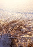 Canne congelate, concetto di stagione invernale Fotografia Stock Canne congelate, concetto di stagione invernale Fotografia Stock
