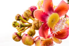 Cannon Ball Tree Flower. Stock Photography Cannon Ball Tree Flower. Stock Photography