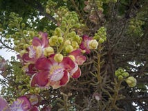 Cannonball flower or Couroupita guianensis in the garden. royalty free stock images Cannonball flower or Couroupita guianensis in the garden. royalty free stock images