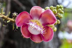 Cannonball Tree Stock Images
