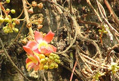 Cannonball Tree Flower Stock Photography Cannonball Tree Flower Stock Photography