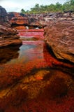 Cano Cristales, el río coloreado siete imagen de archivo Cano Cristales, el río coloreado siete imagen de archivo