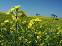 Canola e bombas de petróleo imagem de stock Canola e bombas de petróleo imagem de stock