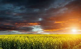 Canola enorme, couve-nabiça, campo da violação antes da tempestade com nuvens bonitas foto de stock Canola enorme, couve-nabiça, campo da violação antes da tempestade com nuvens bonitas foto de stock