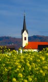 Canola Feld im Herbst Canola Feld im Herbst