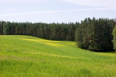 Canola Field And Pine Forest Stock Image Canola Field And Pine Forest Stock Image