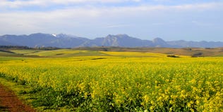 Canola field in the Overberg - South Africa Royalty Free Stock Image Canola field in the Overberg - South Africa Royalty Free Stock Image